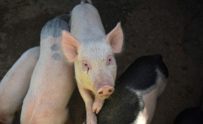 cute-piglet-stepping-other-pigs-get-higher-e1722006040839-1024x684